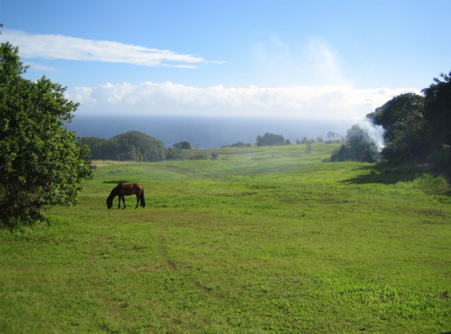 Big Island Hawaii Pferd