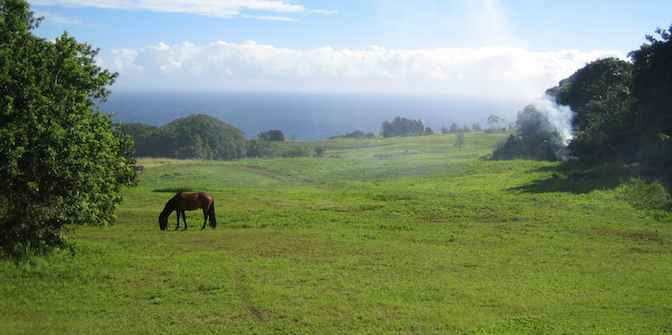 Big Island Hawaii Pferd