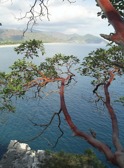 olu deniz